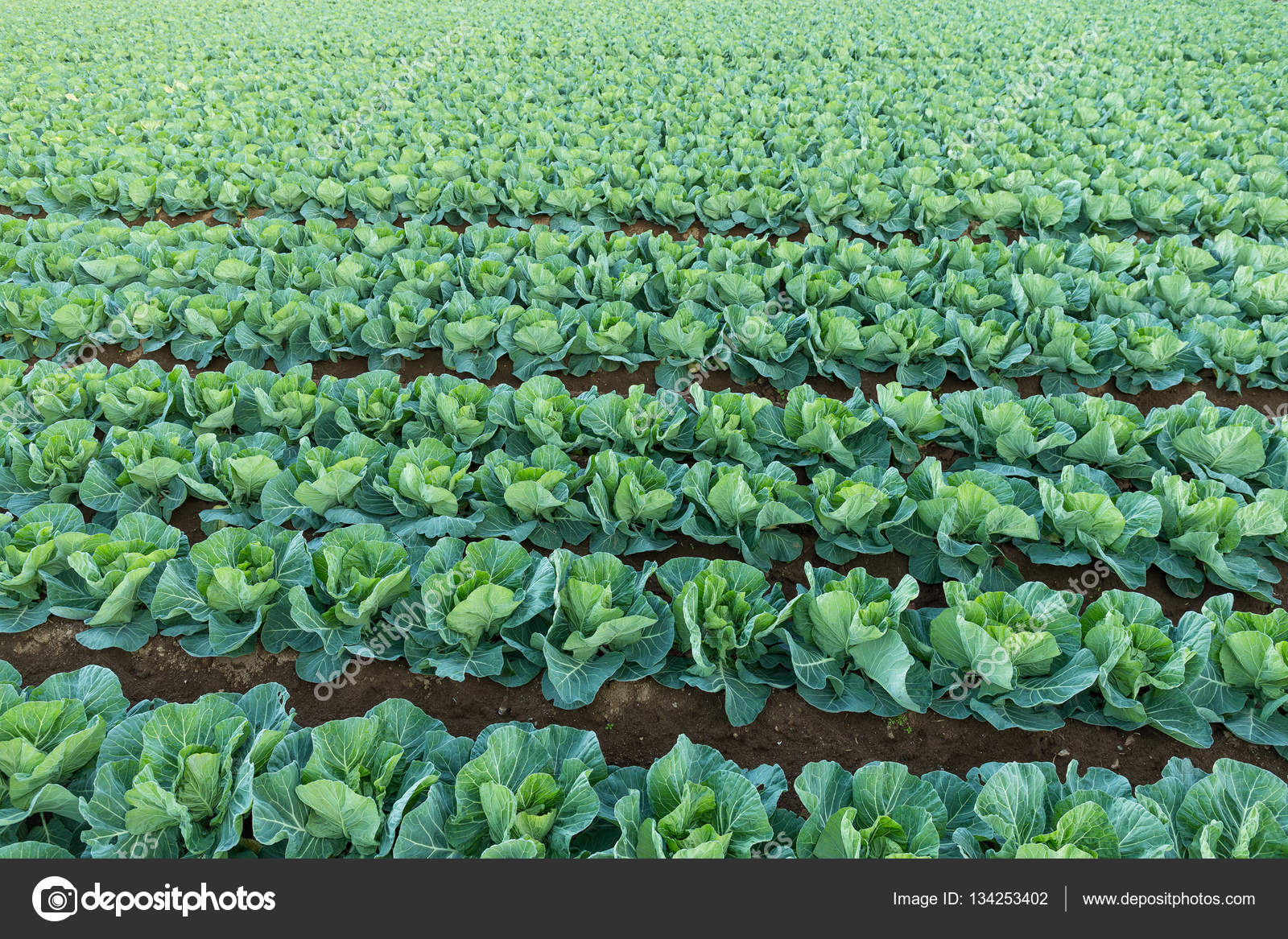 Organic vegetable field Stock Photo by ©leungchopan 134253402