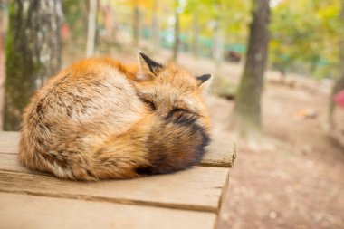 Uyuyan fox adlı açık