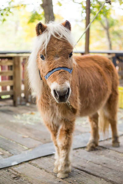 Little pony looking to camera