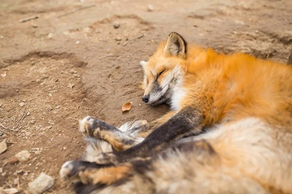 Precioso zorro durmiendo — Foto de Stock