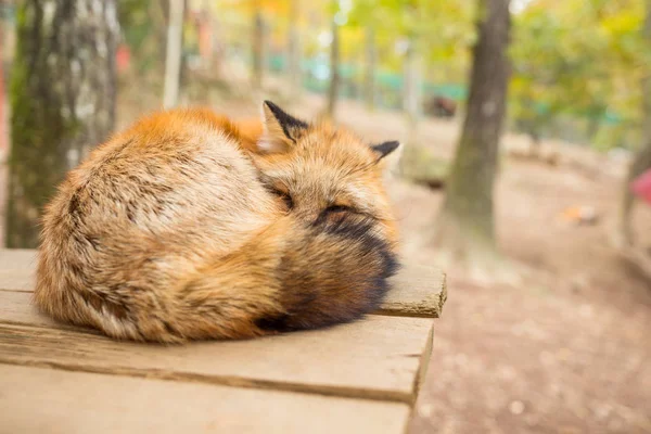 Durmiendo zorro al aire libre — Foto de Stock