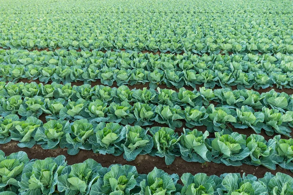 Organische plantaardige veld — Stockfoto