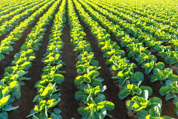 Vegetais verdes no campo — Fotografia de Stock