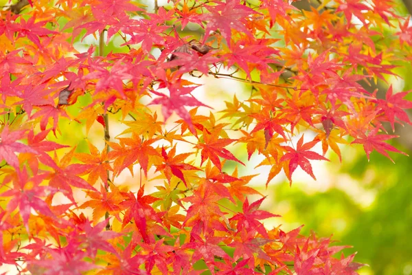 Red maple leaves in Japan — Stock Photo, Image
