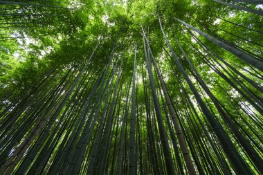 Yeşillik bambu ormanı 