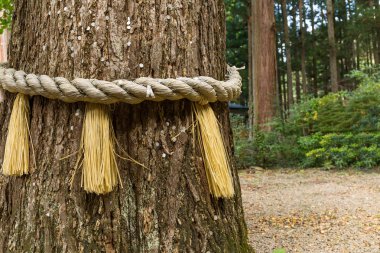 Rope on tree bark in Japanese temple clipart