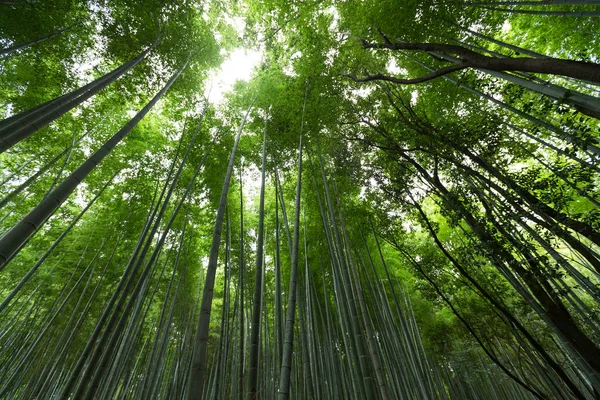 Висока бамбуковому лісі — стокове фото