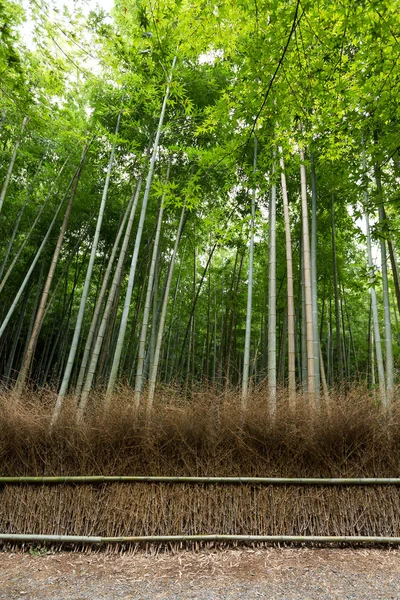 Arashiyama bambusových hájů — Stock fotografie