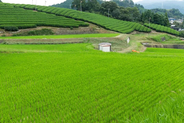 Ris fält och te gård — Stockfoto