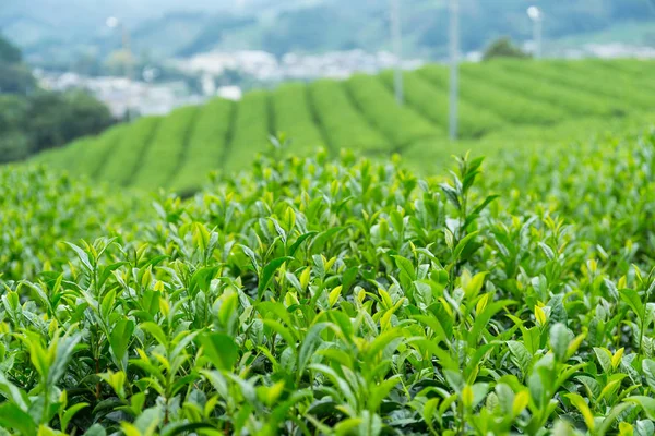 Granja de plantación de té —  Fotos de Stock