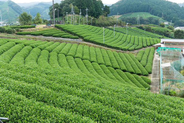 Tea plantation farm 