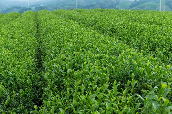 Tea plant in farm