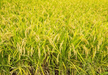Çeltik pirinç alan çayır