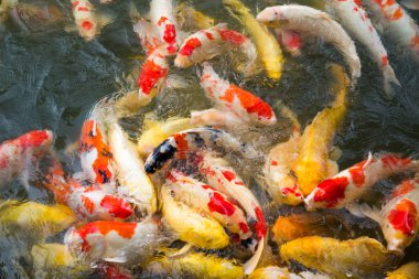 Koi Carps Balık yüzme Japon