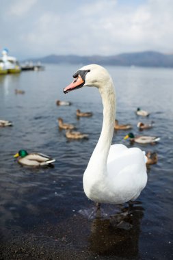 Suda yüzen ördekler ile Kuğu 