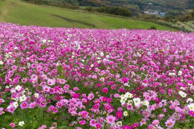 Kozmos çiçekleri alan