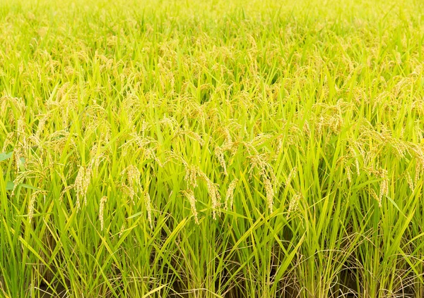 Prado de arroz arrozal — Foto de Stock