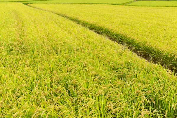 Çeltik pirinç alan çayır — Stok fotoğraf