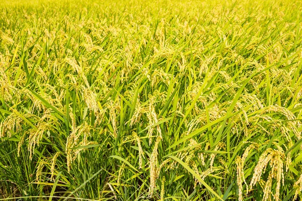 Paddy Rice field meadow — Stock Photo, Image