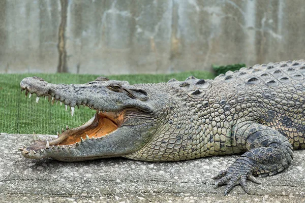 Krokodilmaul geöffnet — Stockfoto