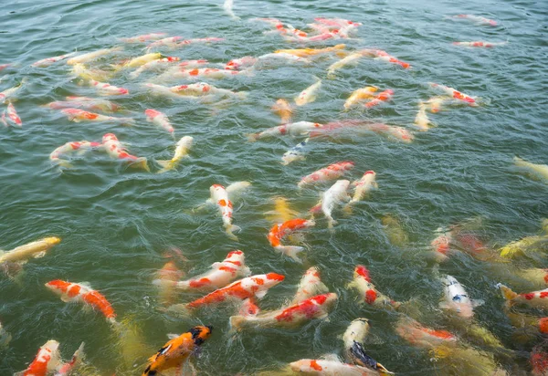 Koi pesci che nuotano nello stagno — Foto Stock