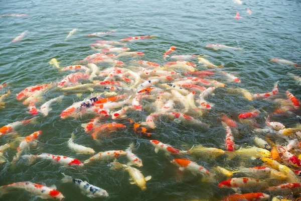 화려한 멋진 잉어 물고기 — 스톡 사진