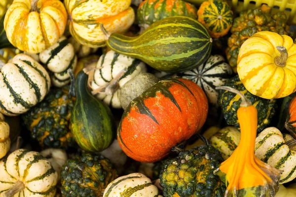 秋のカラフルなカボチャ — ストック写真