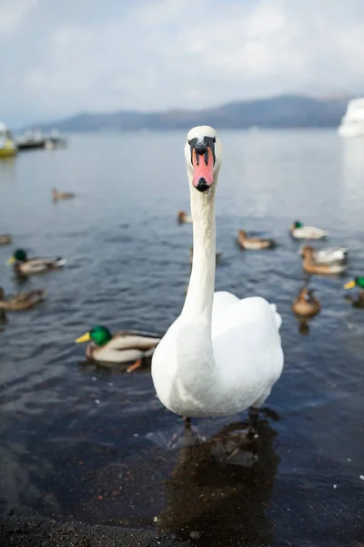 Cygne avec des canards nageant dans l'eau — Photo