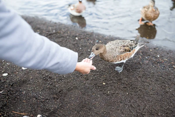 Kvinna utfodring duck på sjön — Stockfoto