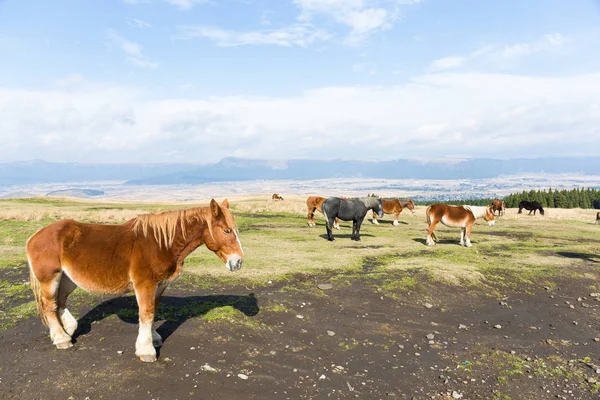 Cavalos pastando no campo na fazenda — Fotografia de Stock