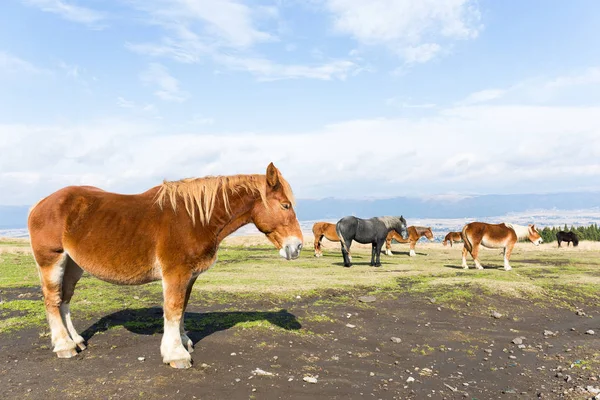 Cavalli al pascolo nel campo in azienda — Foto Stock