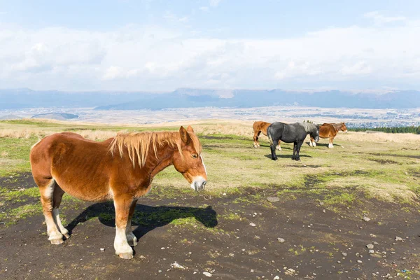 Cavalli al pascolo nel campo in azienda — Foto Stock