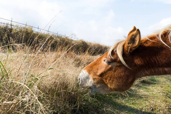 Sella cavallo mangiare erba — Foto Stock