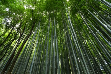 Arashiyama bambu bahçeleri 