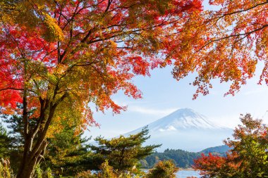 Japonya'da Fuji ve maple ağaçlar