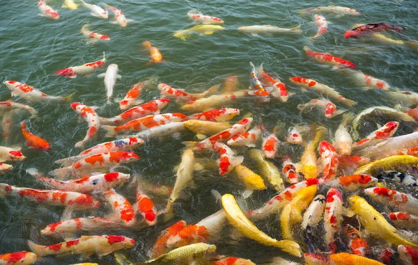 Peixes koi nadando na lagoa — Fotografia de Stock