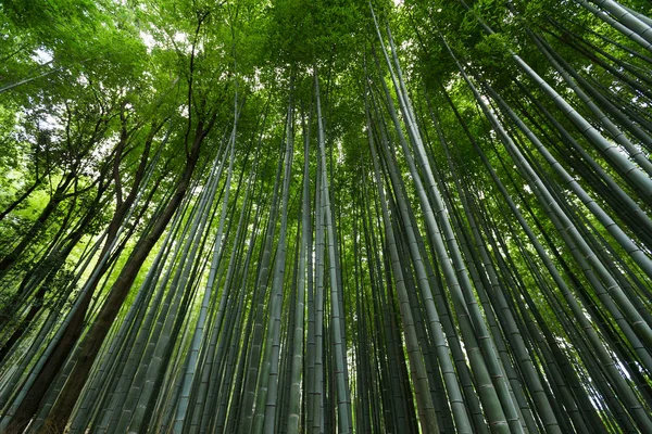 Arboledas de bambú de Arashiyama —  Fotos de Stock