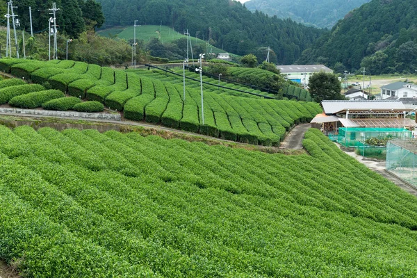 일본에서 녹차 농장  