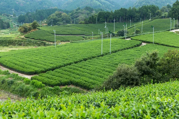 Ландшафт чайной плантации — стоковое фото