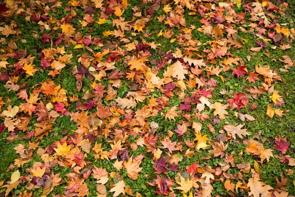 Colorful autumn leaves — Stock Photo, Image