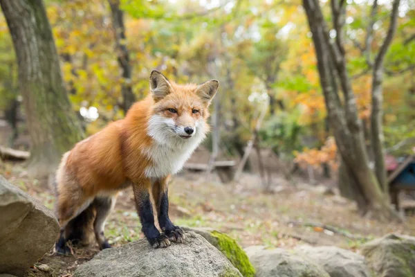 Fox in piedi fuori — Foto Stock