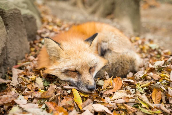 Fox durmiendo sobre las hojas — Foto de Stock