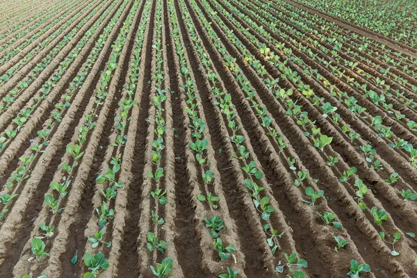 Planta verde no campo — Fotografia de Stock