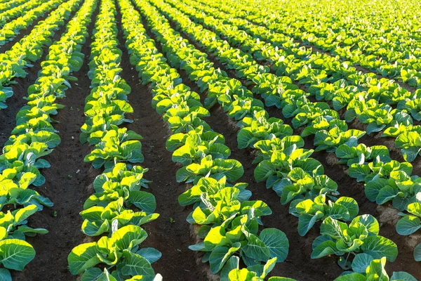 Zielonych warzyw gospodarstwa pod światło słoneczne — Zdjęcie stockowe