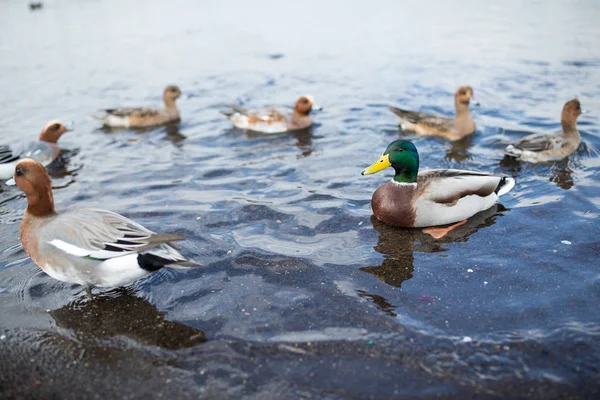 Wilde eenden op de oever van het meer — Stockfoto