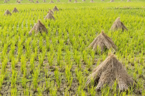 Çeltik pirinç alan çayır — Stok fotoğraf