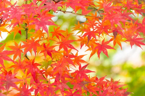 Japanese maple leaves on tree — Stock Photo, Image