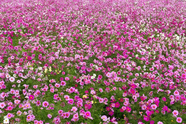 Campo de flores Cosmos — Fotografia de Stock