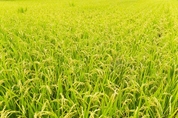 Prado de campo de arroz paddy — Fotografia de Stock