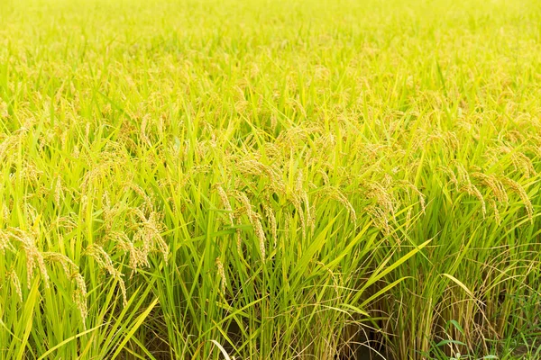 Prado de campo de arroz paddy — Fotografia de Stock